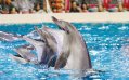 Dubai Dolphinarium - Limousine Ride